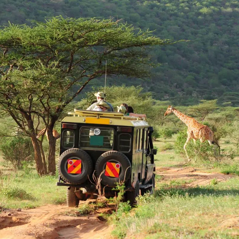 Safari vehicle with giraffes in the background