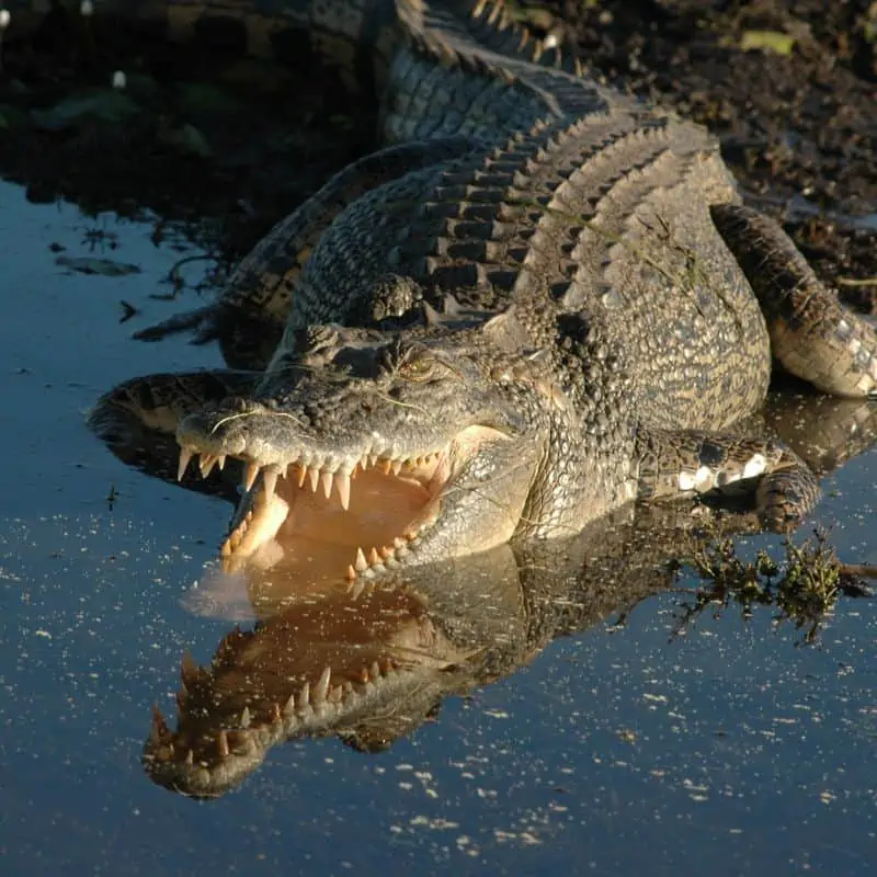 Saltwater crocodile with mouth open lying in shallow water