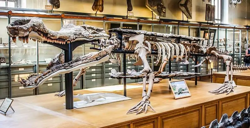 Sarcosuchus Imperator skeleton on display at the Museum of natural history