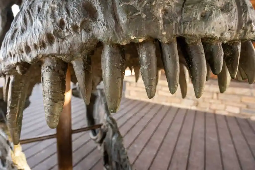 T-rex teeth