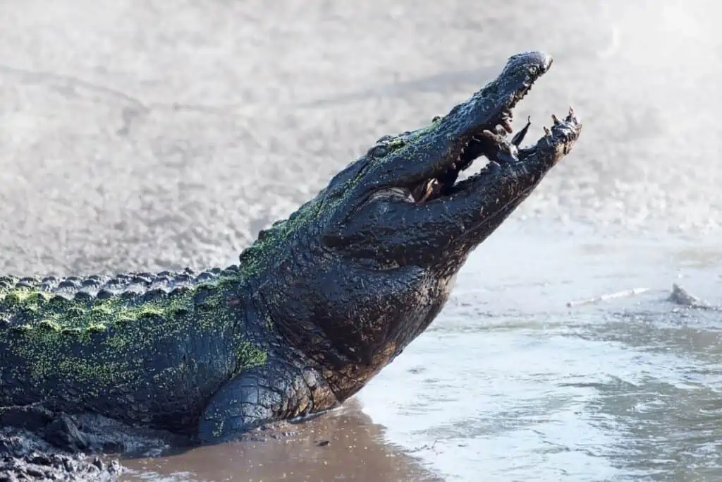 What do alligators eat