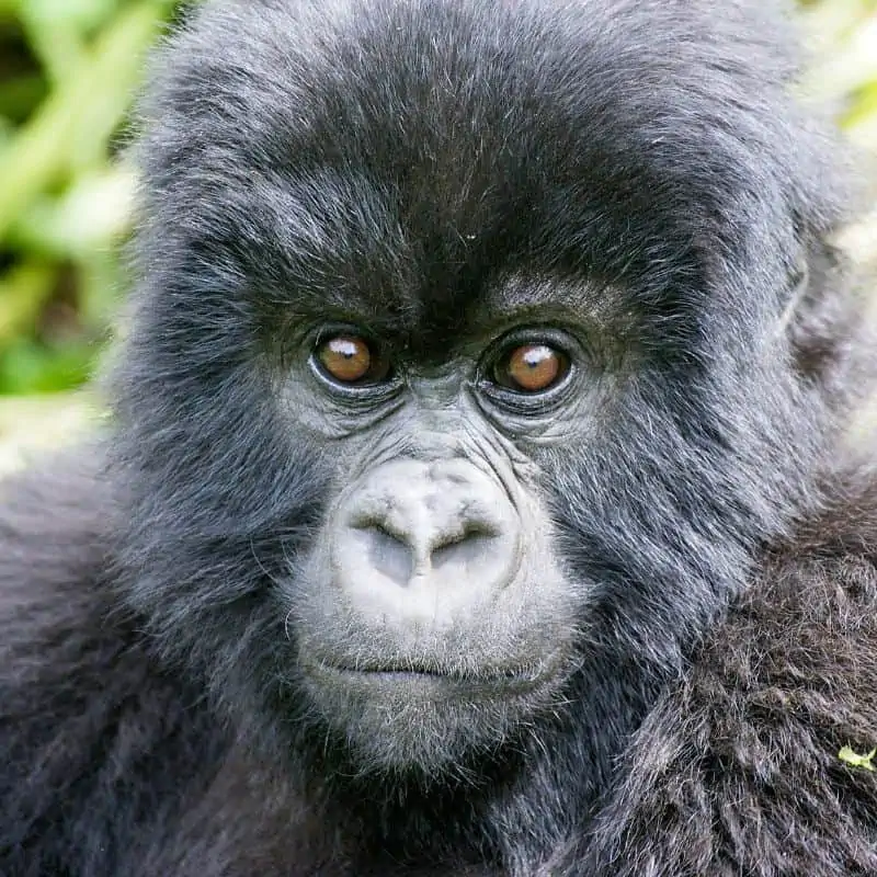 Young eastern gorilla