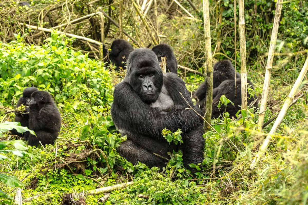 What Is A Group Of Gorillas Called?