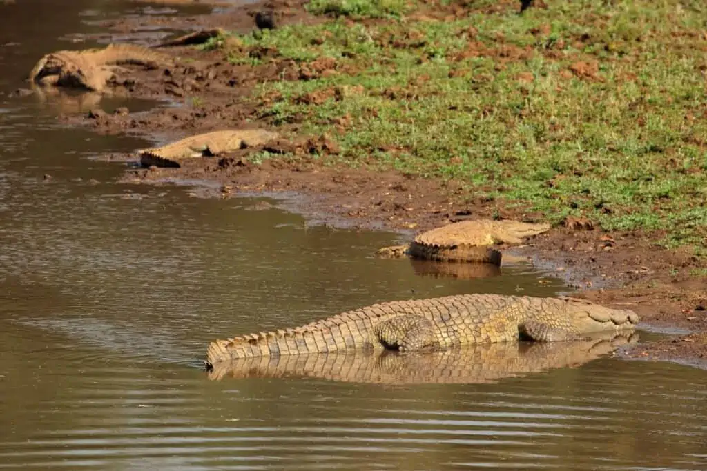 a bask of crocodiles