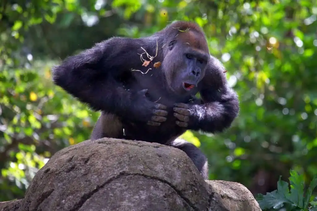 adult Gorilla beating its chest