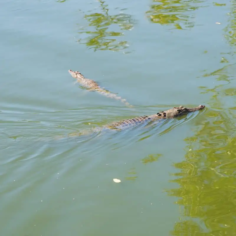 adult and baby crocodile swimming