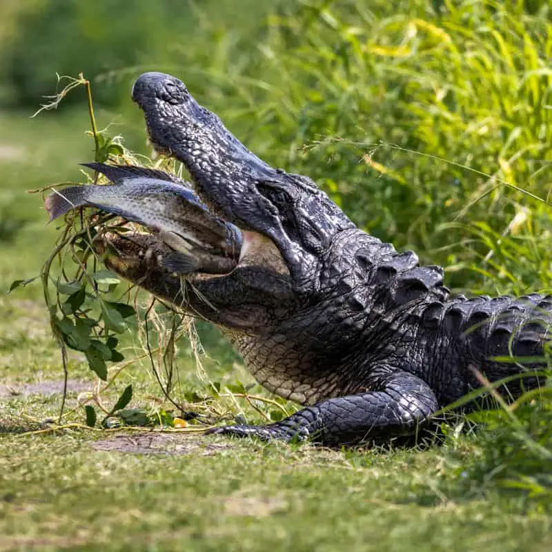 alligator eating a fish