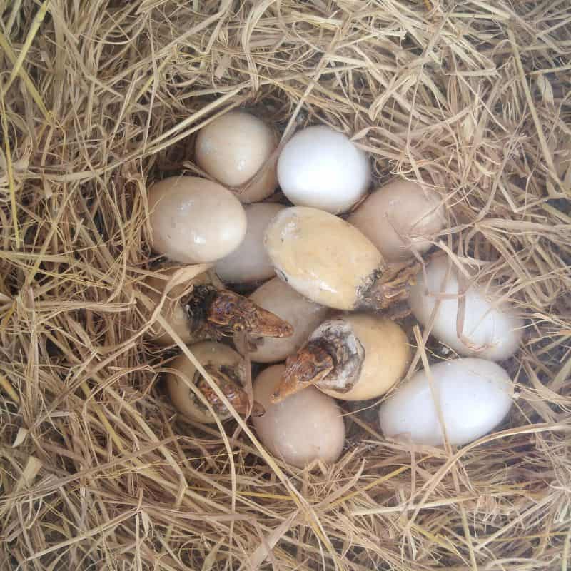 alligator eggs