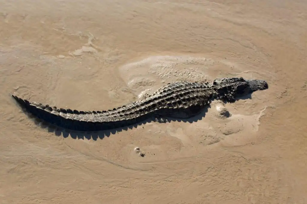 alligator in mud