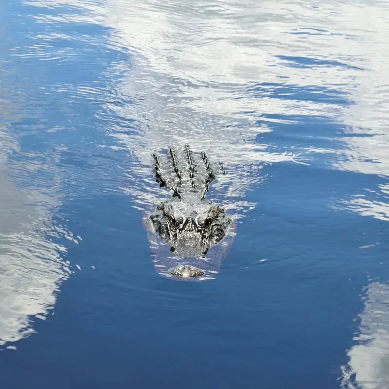 alligator swimming