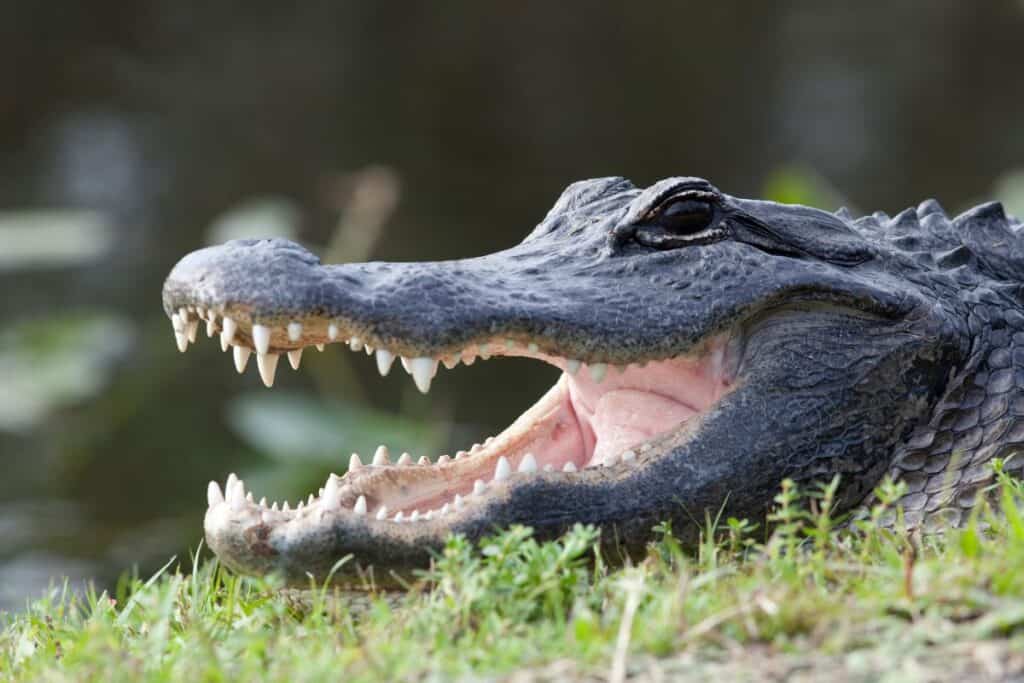 alligator with open mouth showing teeth