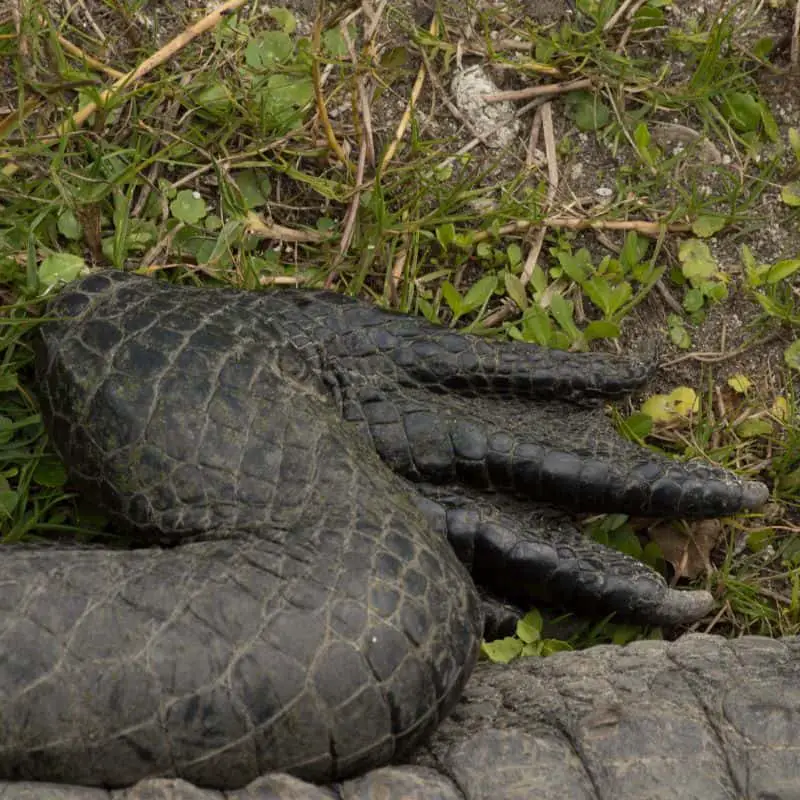 alligator with webbed feet