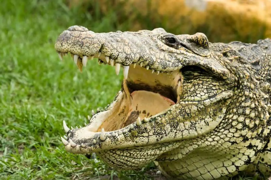 an endangered cuban crocodile