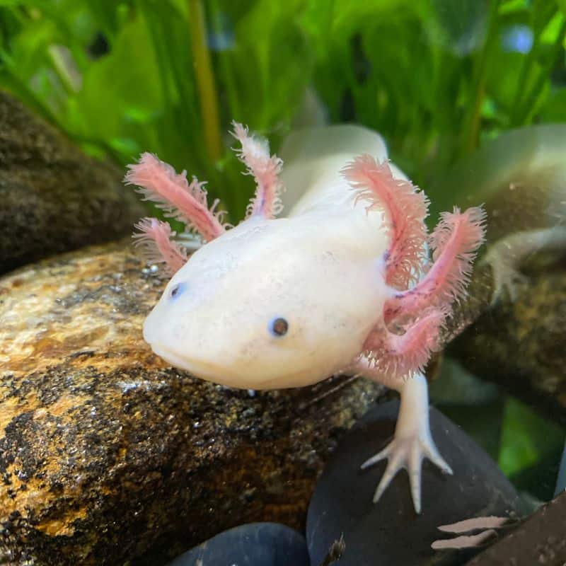 axolotl