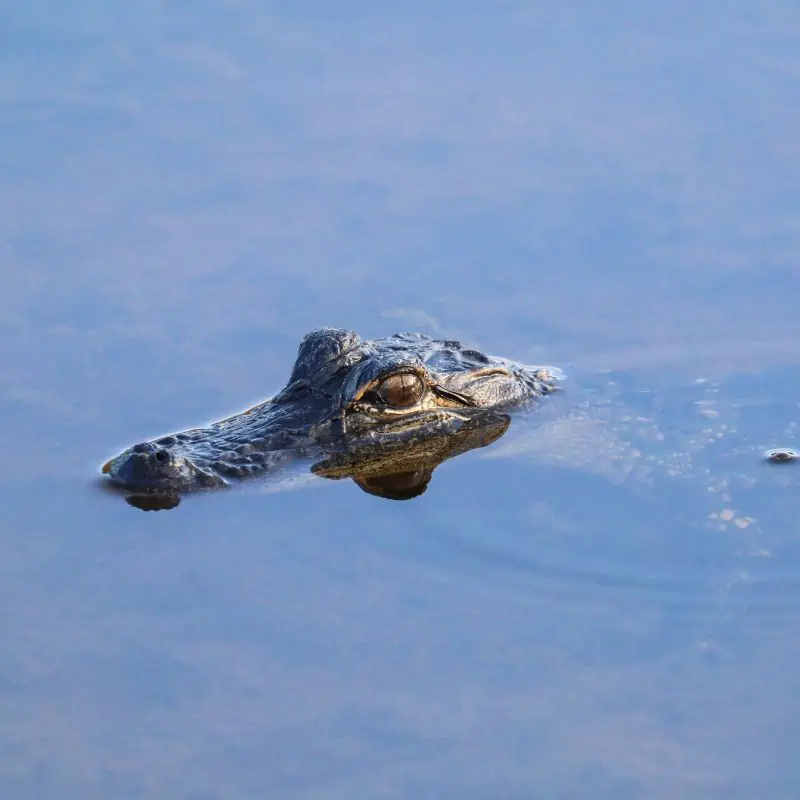 baby alligator floating in shallow water