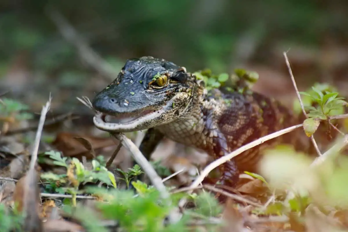 Fascinating Baby Alligator Facts