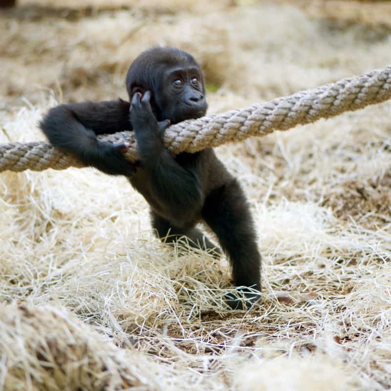 baby gorilla in captivity