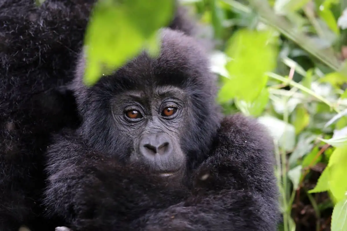 Adorable Baby Gorilla Facts