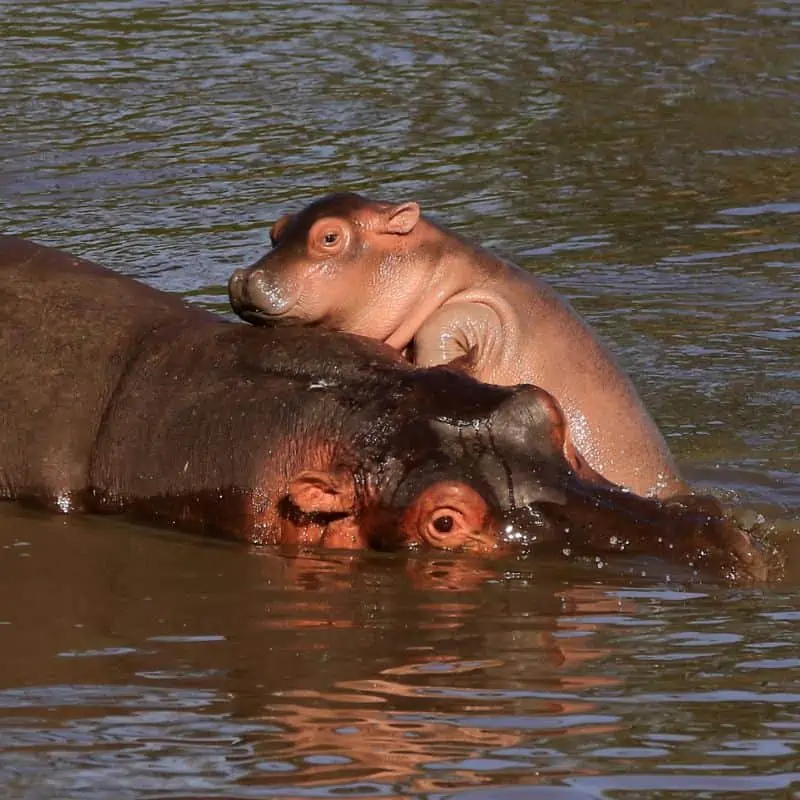 baby hippo climbing onto its mom in the water