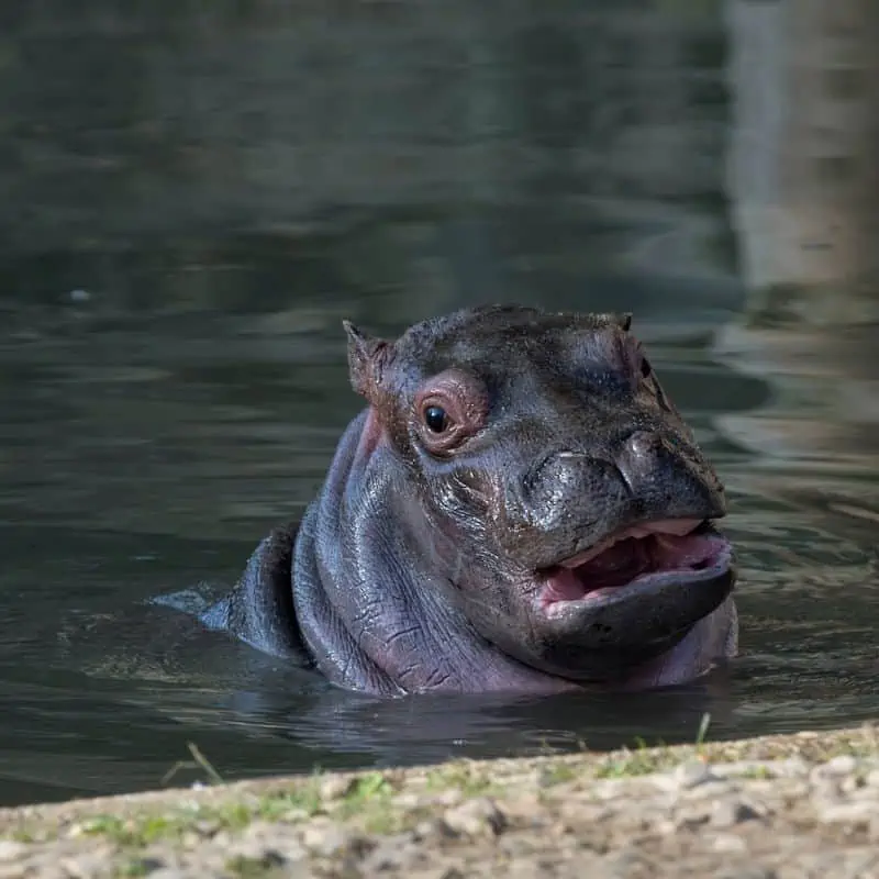 baby hippo coming out of the water
