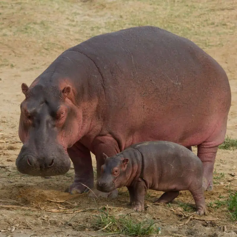 baby hippo with mother hippo