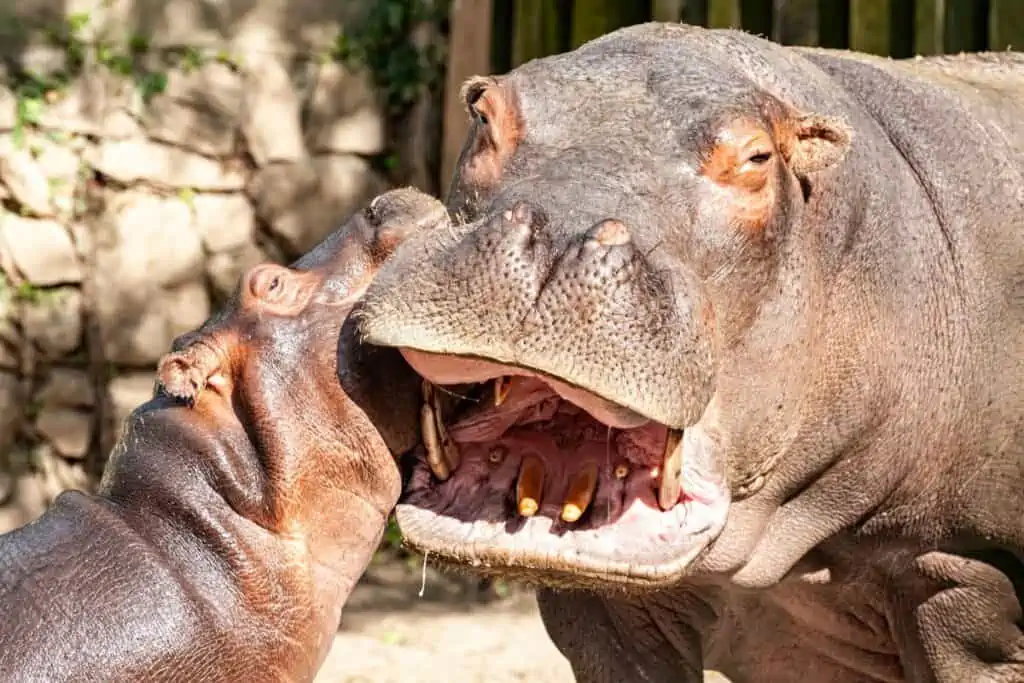 baby hippo with mother hippo