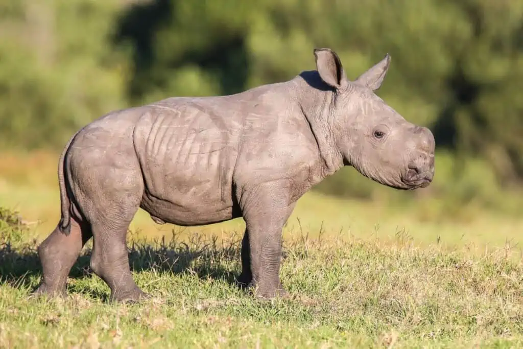 baby rhino calf