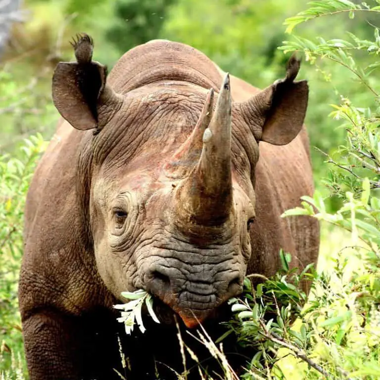 What Do Rhinos Eat? Rhinoceros Diet & Feeding