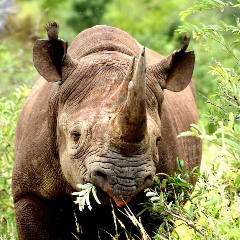 black rhino eating leaves