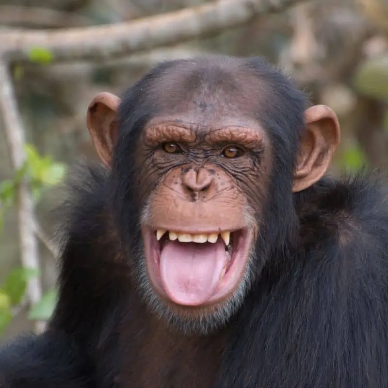 chimpanzee smiling upclose