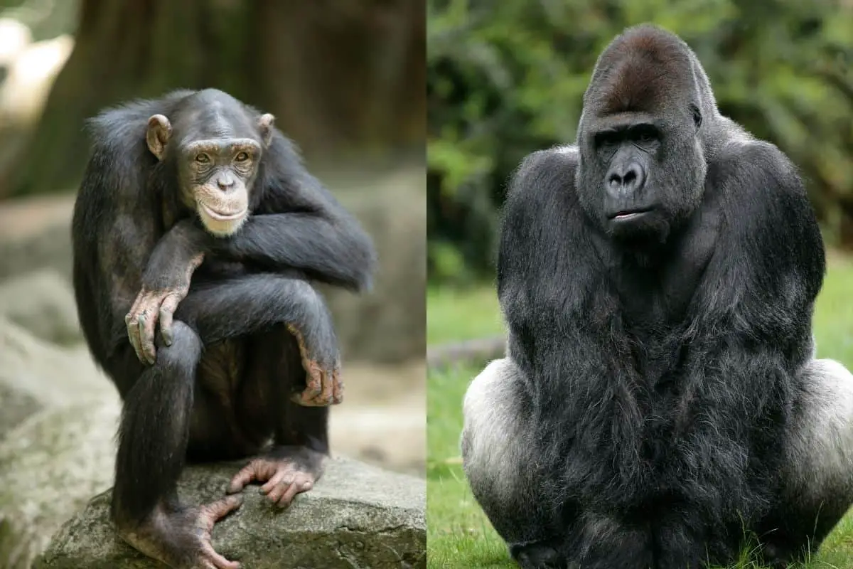 Chimpanzee vs Gorilla: What’s The Difference?