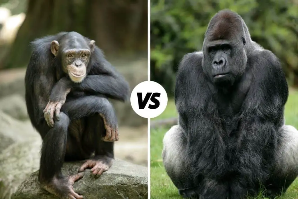 chimpanzee vs gorilla