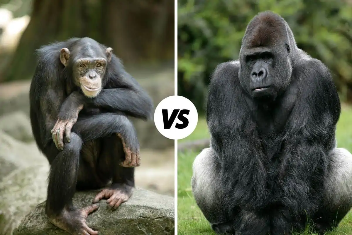 Chimpanzee vs Gorilla: Whats The Difference?