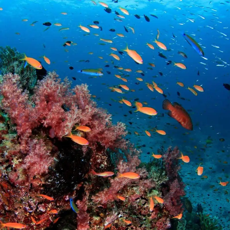 colorful fish swimming close to a reef
