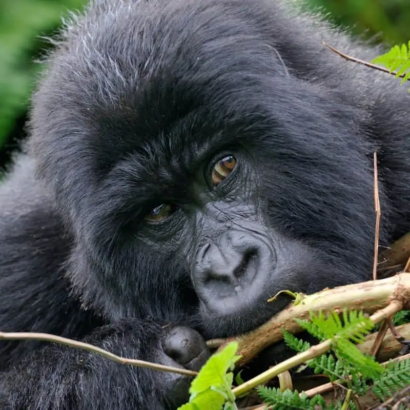 congo mountain gorilla eating a stem