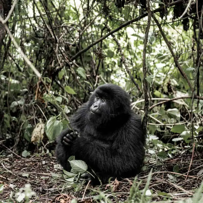 congo mountain gorilla in virunga national park