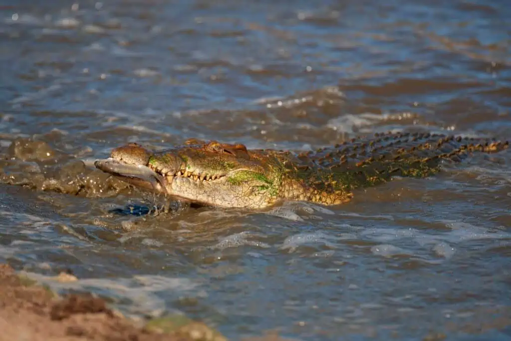 crocodile catching a fish in a river
