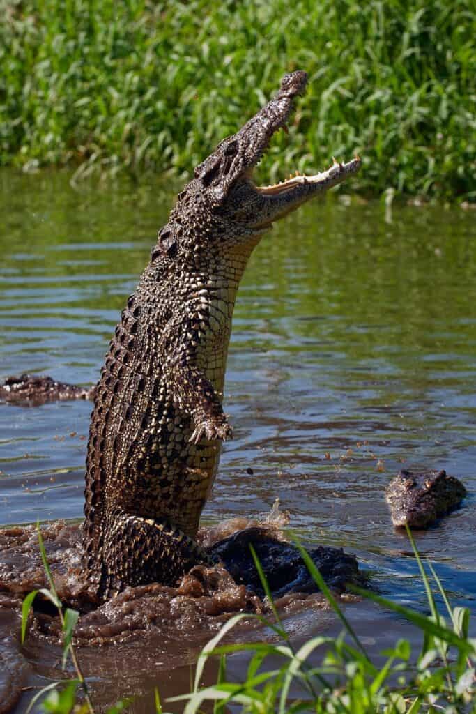 crocodile jumping out of the water