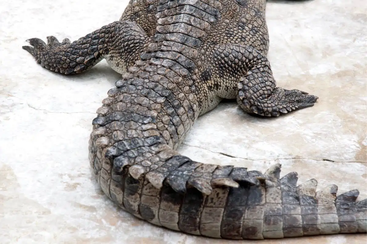 Can Crocodiles Regrow Limbs?