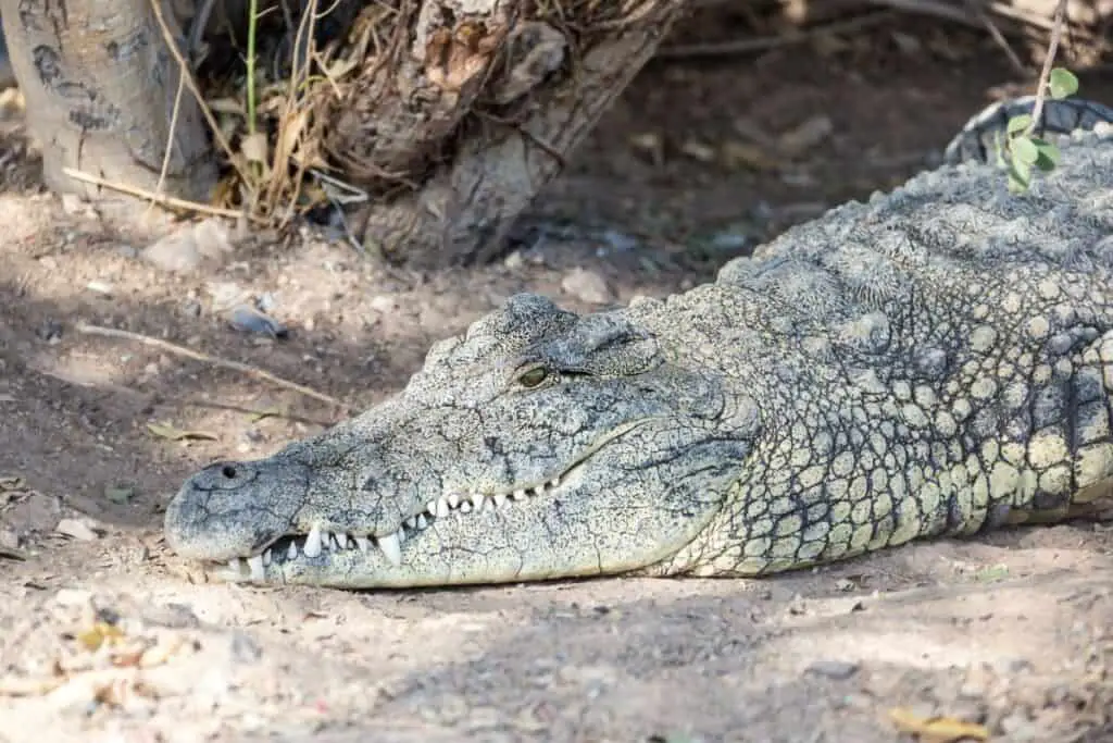 crocodile lying down with closed mouth