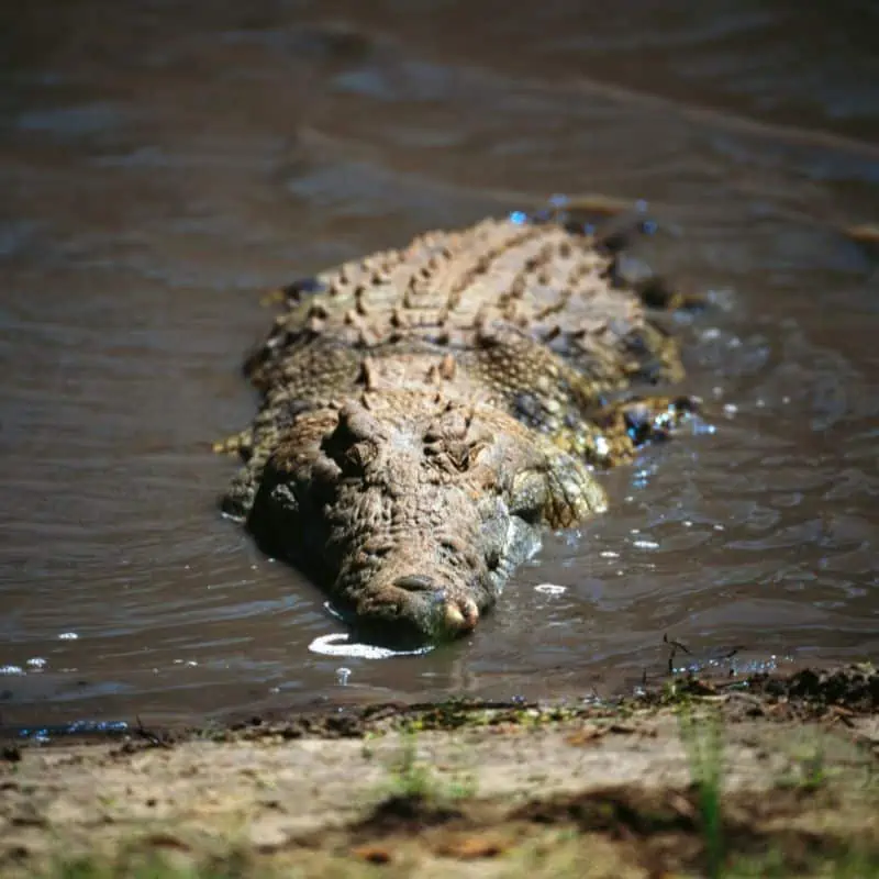 crocodile resting in water