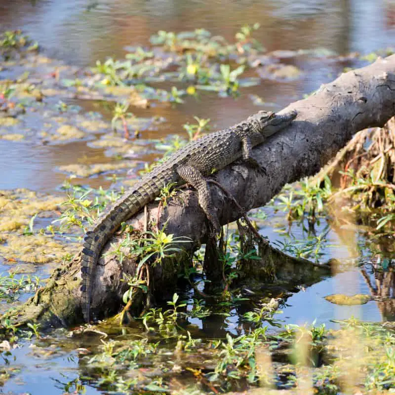 crocodile sunbathing on a fallen tree
