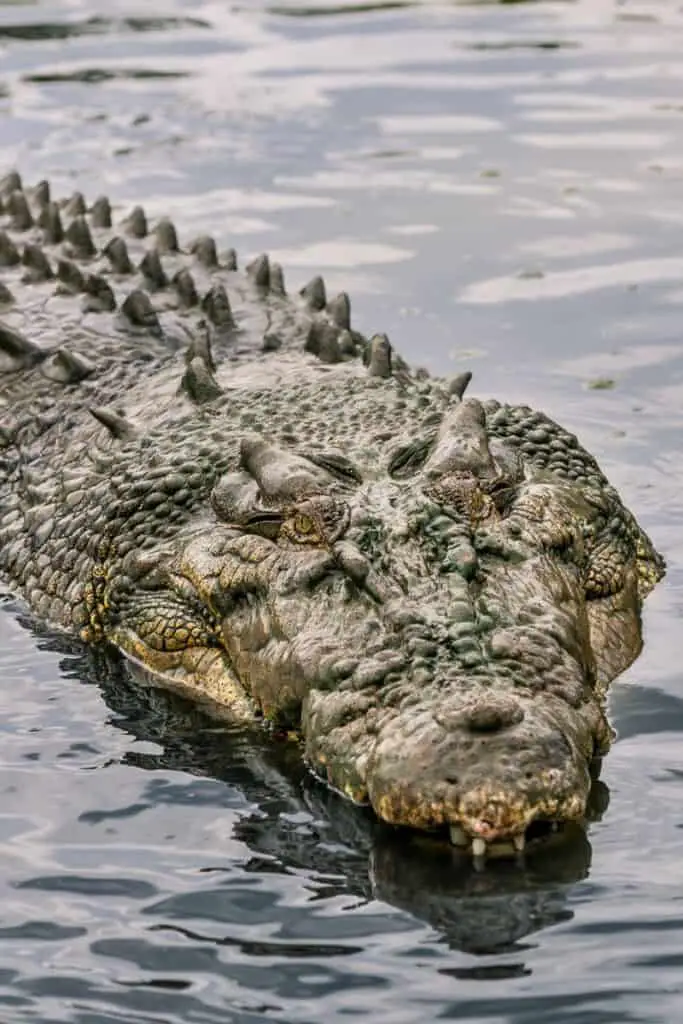 crocodile swimming in water
