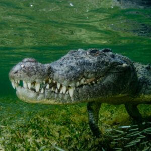 How Long Can Crocodiles Hold Their Breath? - Leo Zoo
