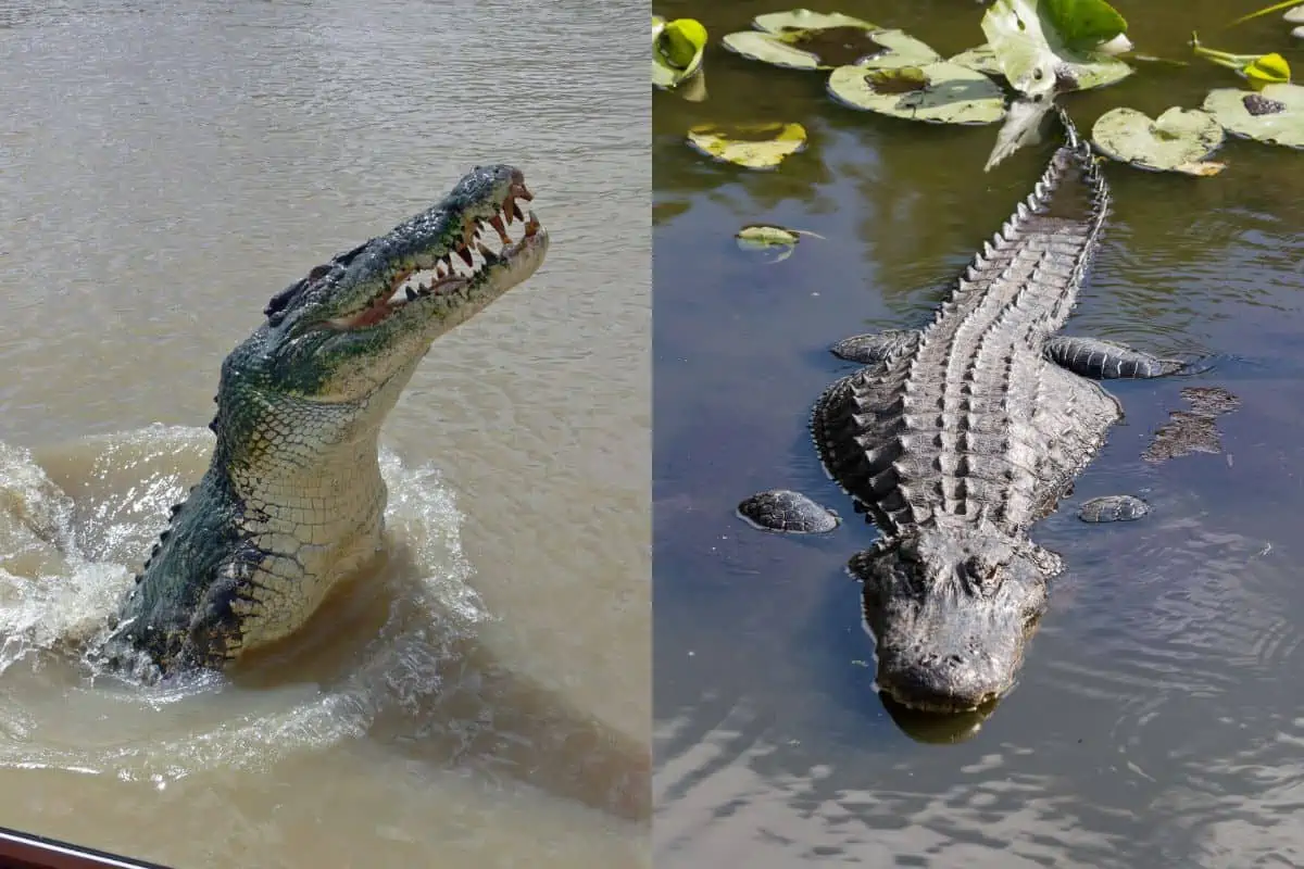 Crocodile vs Alligator: What’s The Difference?