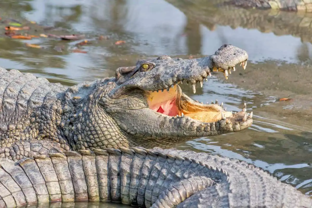 Crocodile Death Roll: Everything You Need To Know