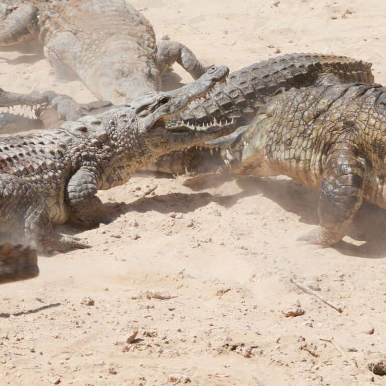 What Is A Group Of Crocodiles Called? [ANSWERED]