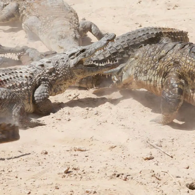 crocodiles fighting each other