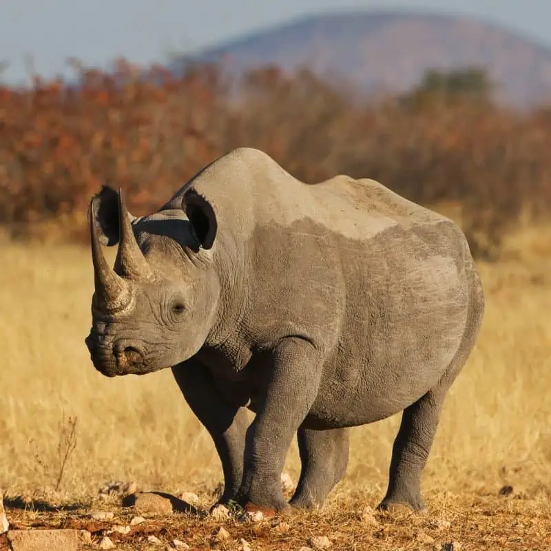 endangered black rhino