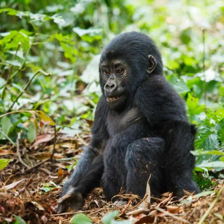 How Many Gorillas Are Left In The World In 2024?